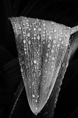 Wet Leaf